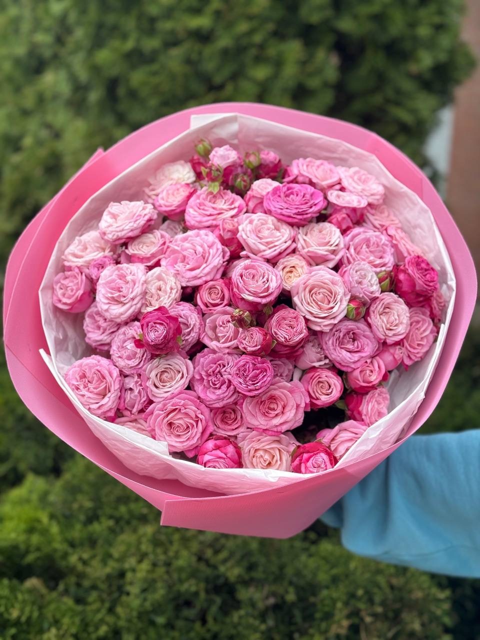 51 Pfingstrosenrosen der Sorte Lady Bombastic