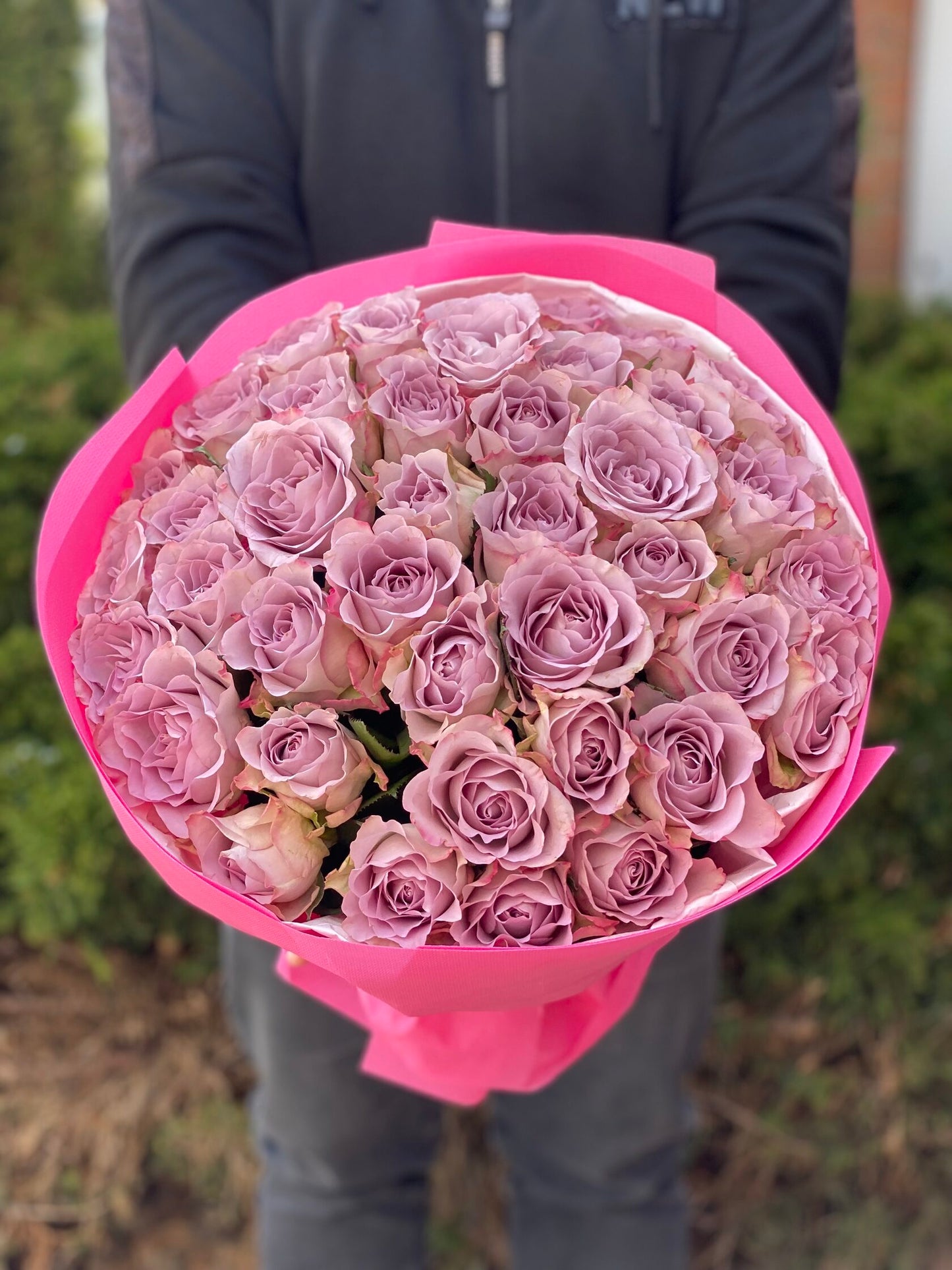 39 Roses Variety Purple Holland