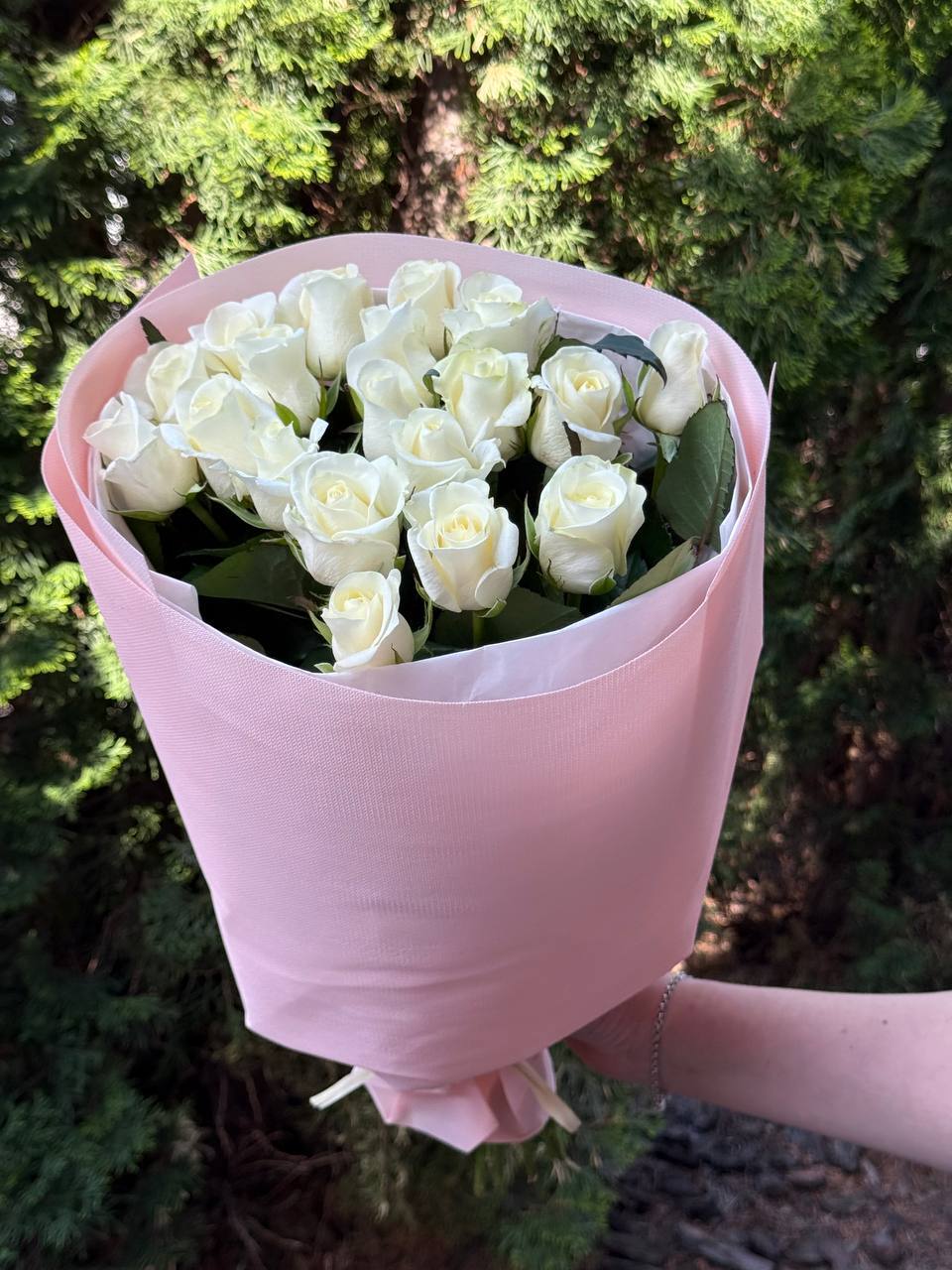19 Rosen Sorte Beluga