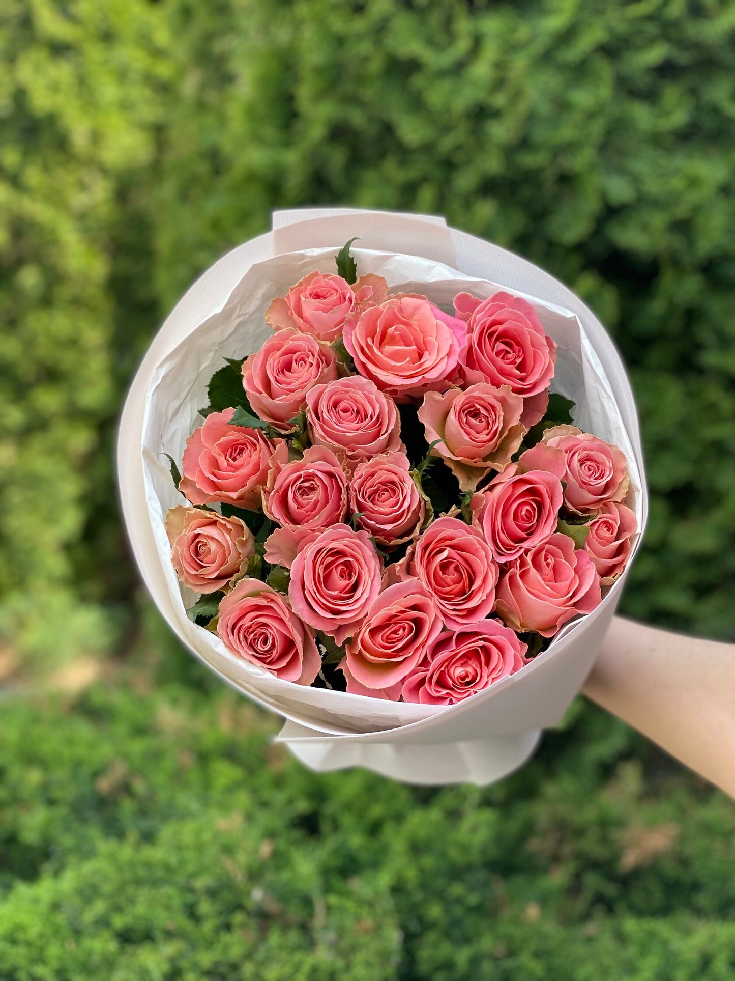 19 Rosen Holland Sorte Rosa