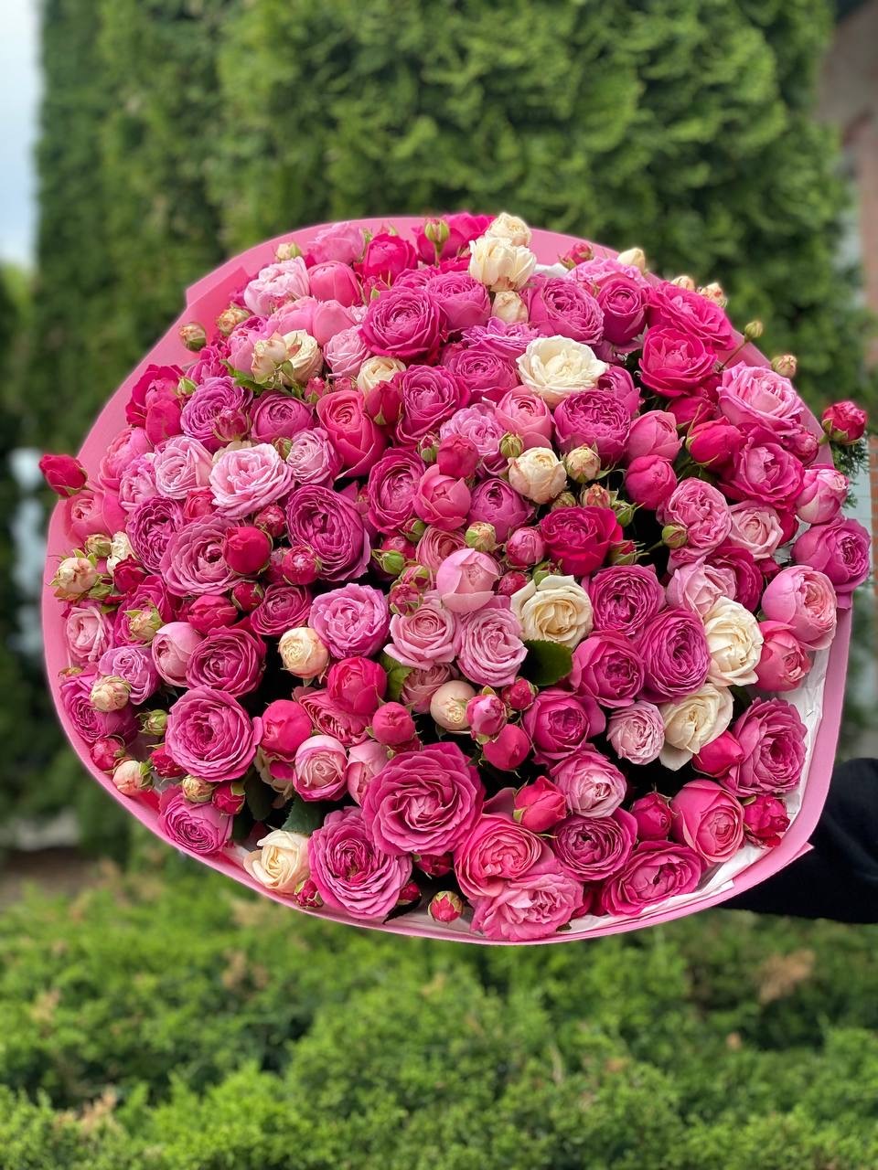 101 Pfingstrosenrosen Sorte Majestic, Bombastic und Lavendelfarben