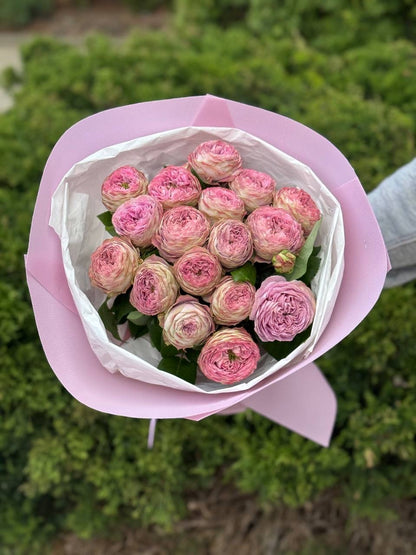 19 verzweigte pfingstrosenähnliche Rosen Sorte Lavendel