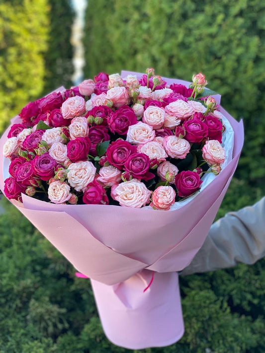 51 Pfingstrosenrosen der Sorten Bombastic und Majestic