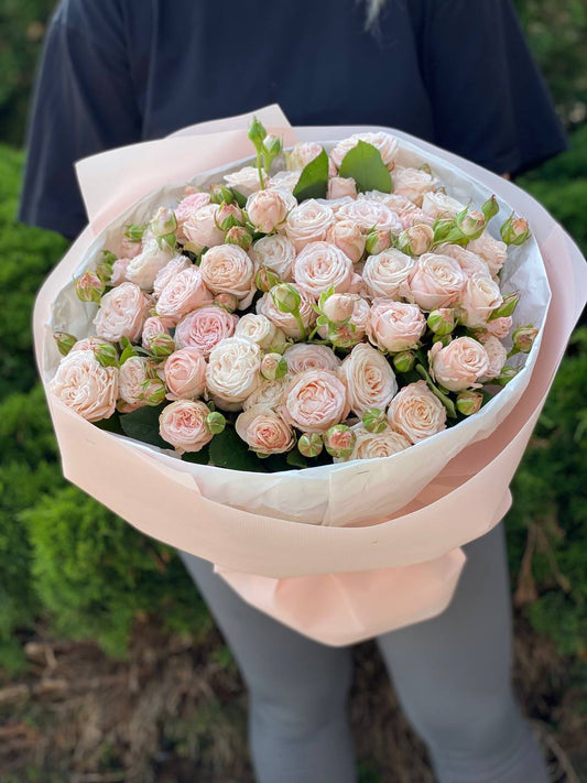 51 Pfingstrosenartige Rosen der Sorte Bombastic