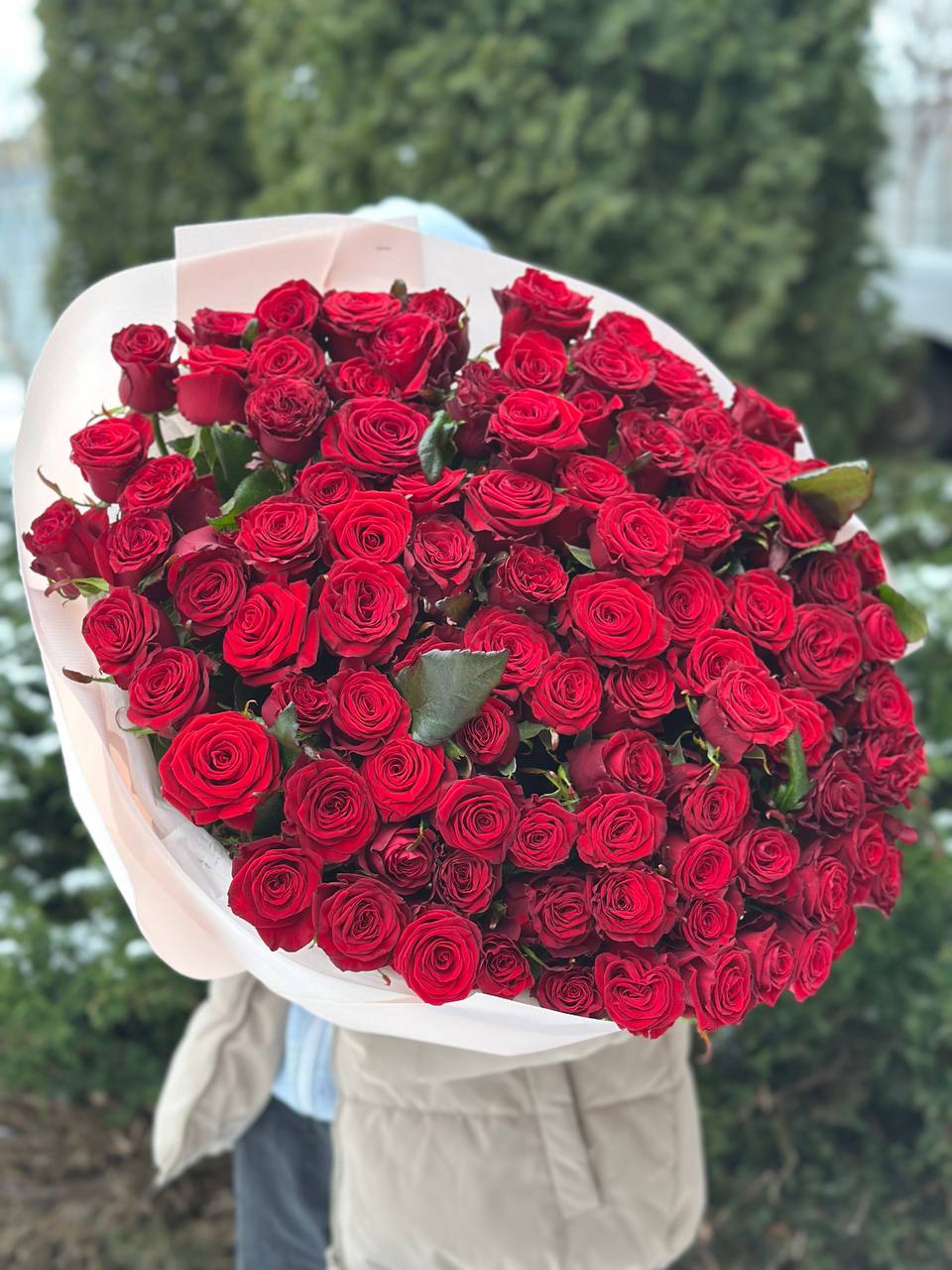 101 Rosen Sorte Prestige