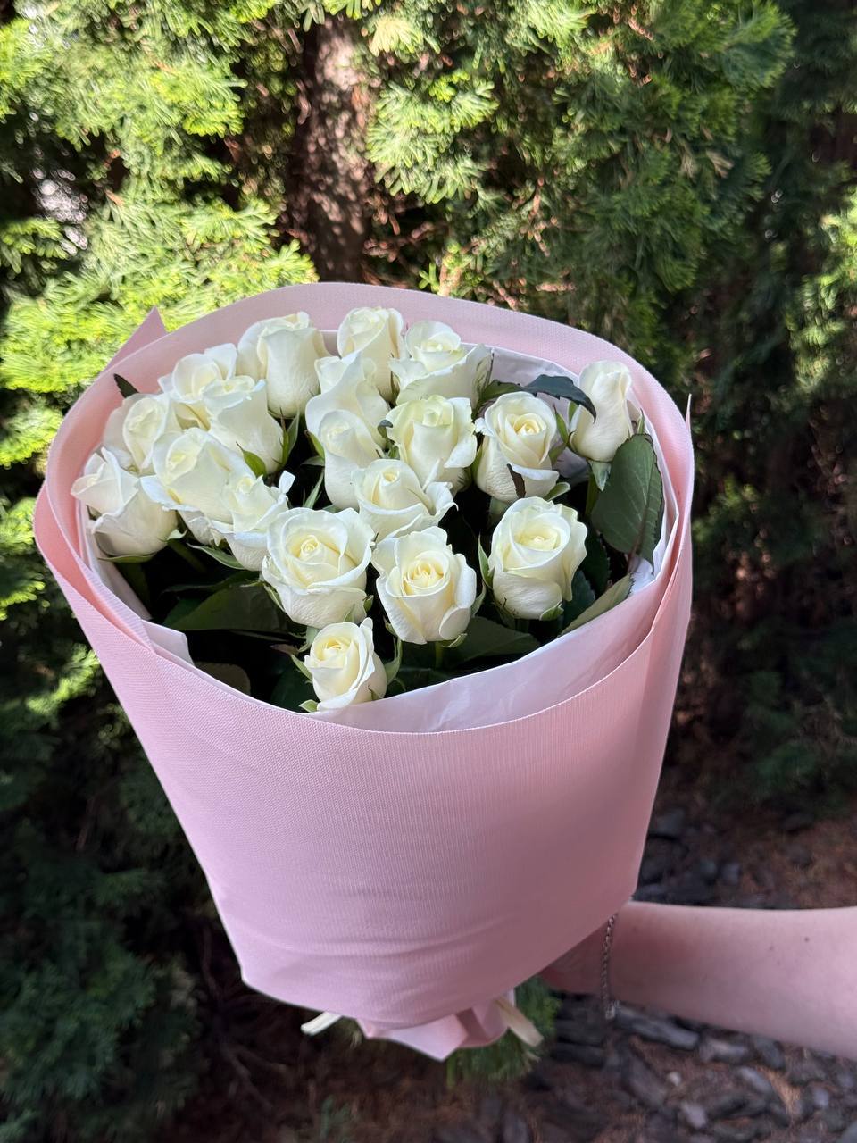 19 Rosen Sorte Beluga