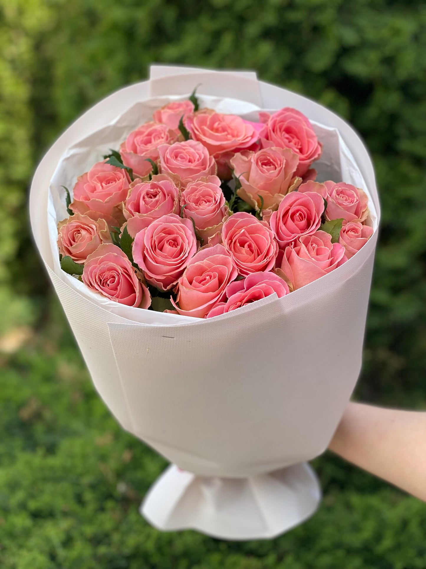 19 Rosen Holland Sorte Rosa