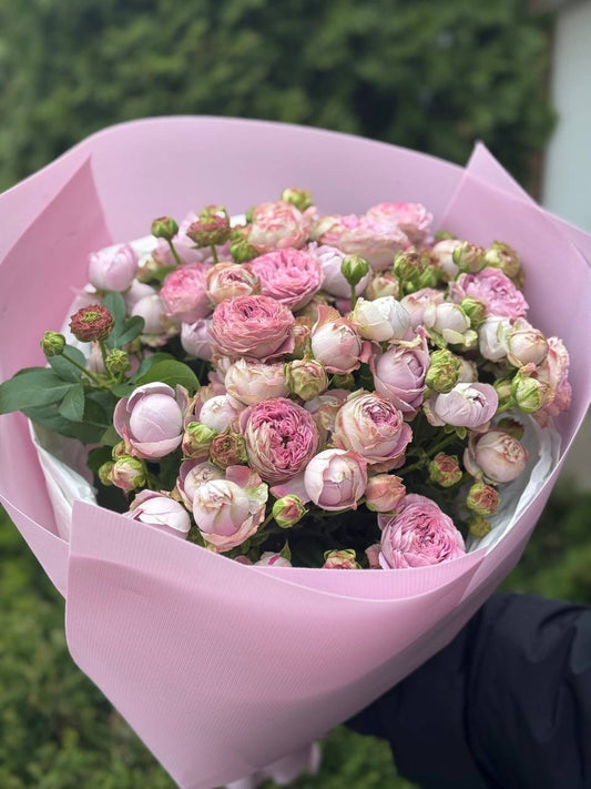 19 verzweigte pfingstrosenähnliche Rosen Sorte Lavendel