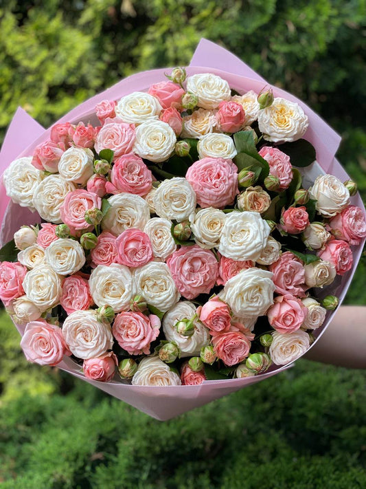 51 Pfingstrosenrosen der Sorten Miss Bombastic und Bombastic
