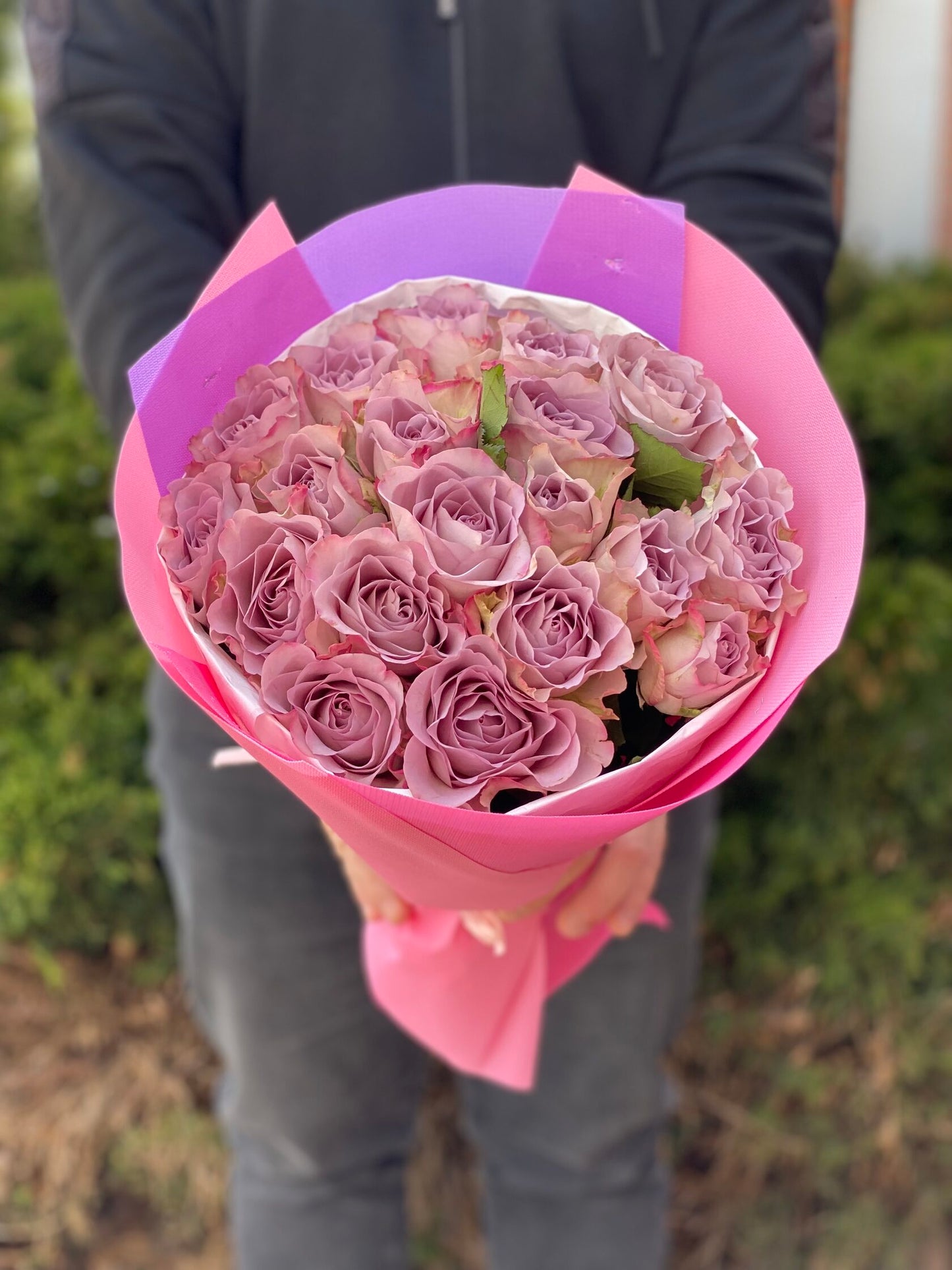 19 Rosen Sorte Violett Holland