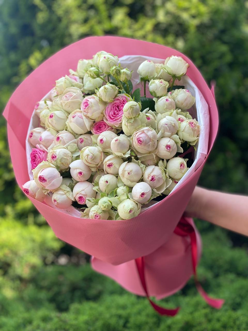 19 verzweigte pfingstrosenähnliche Rosen Sorte Gelato