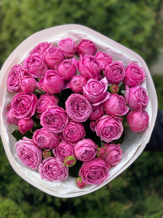 19 verzweigte pfingstrosenähnliche Rosen Sorte Lavenderlace