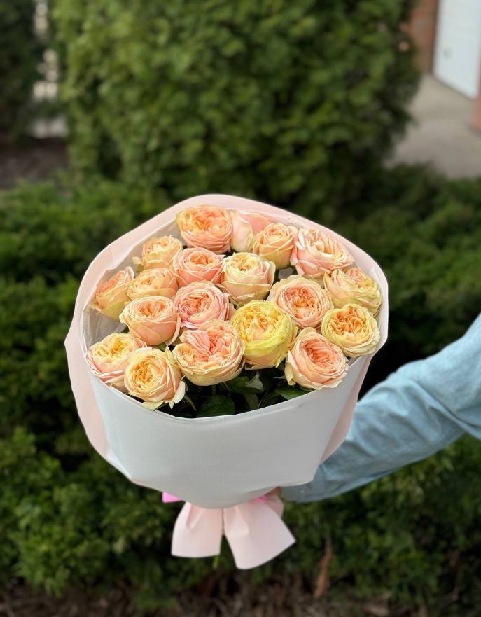 19 Rosen Sorte Priscilla Pfingstrosenrosen