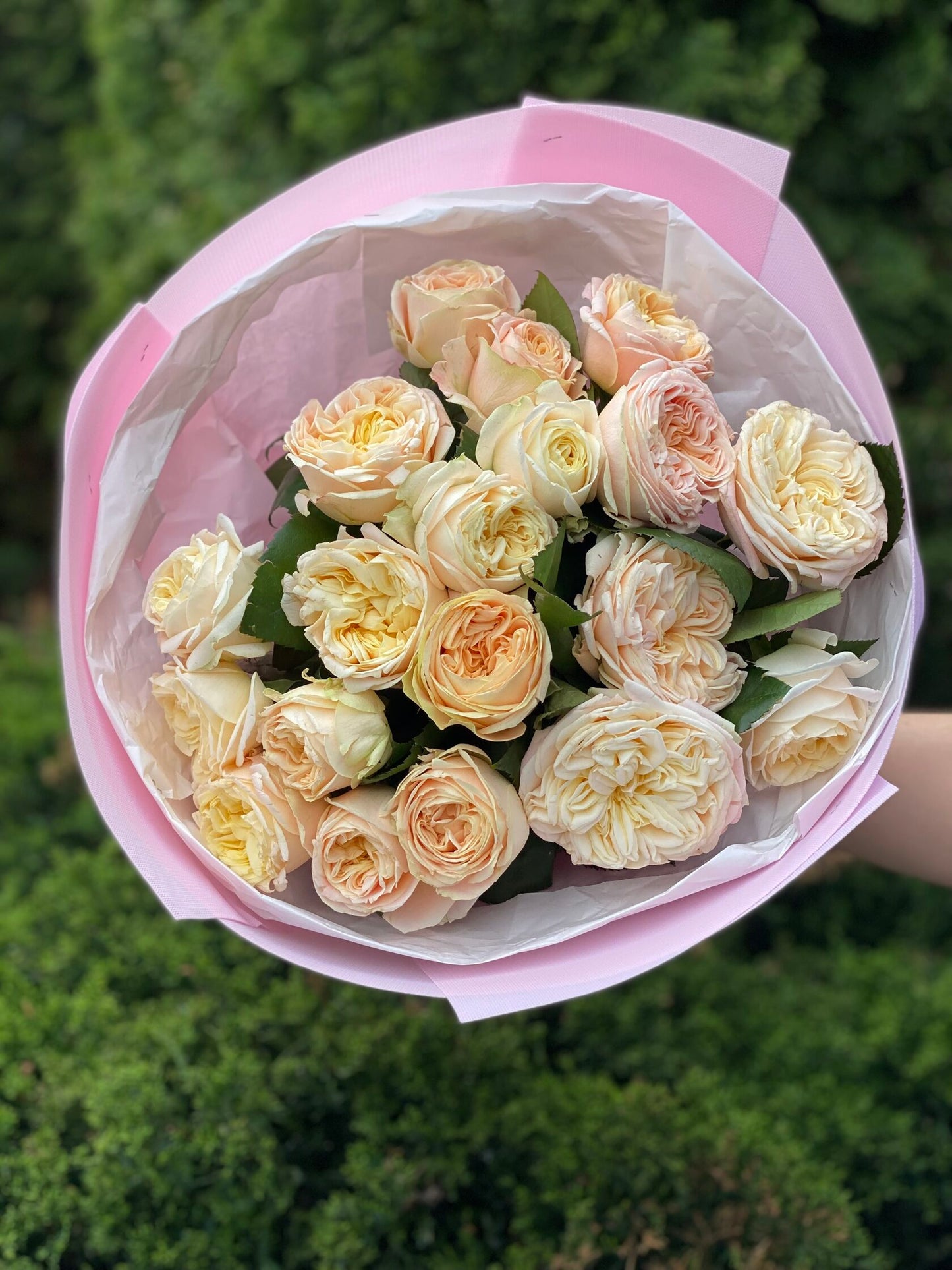 19 Rosen Sorte Priscilla Pfingstrosenrosen