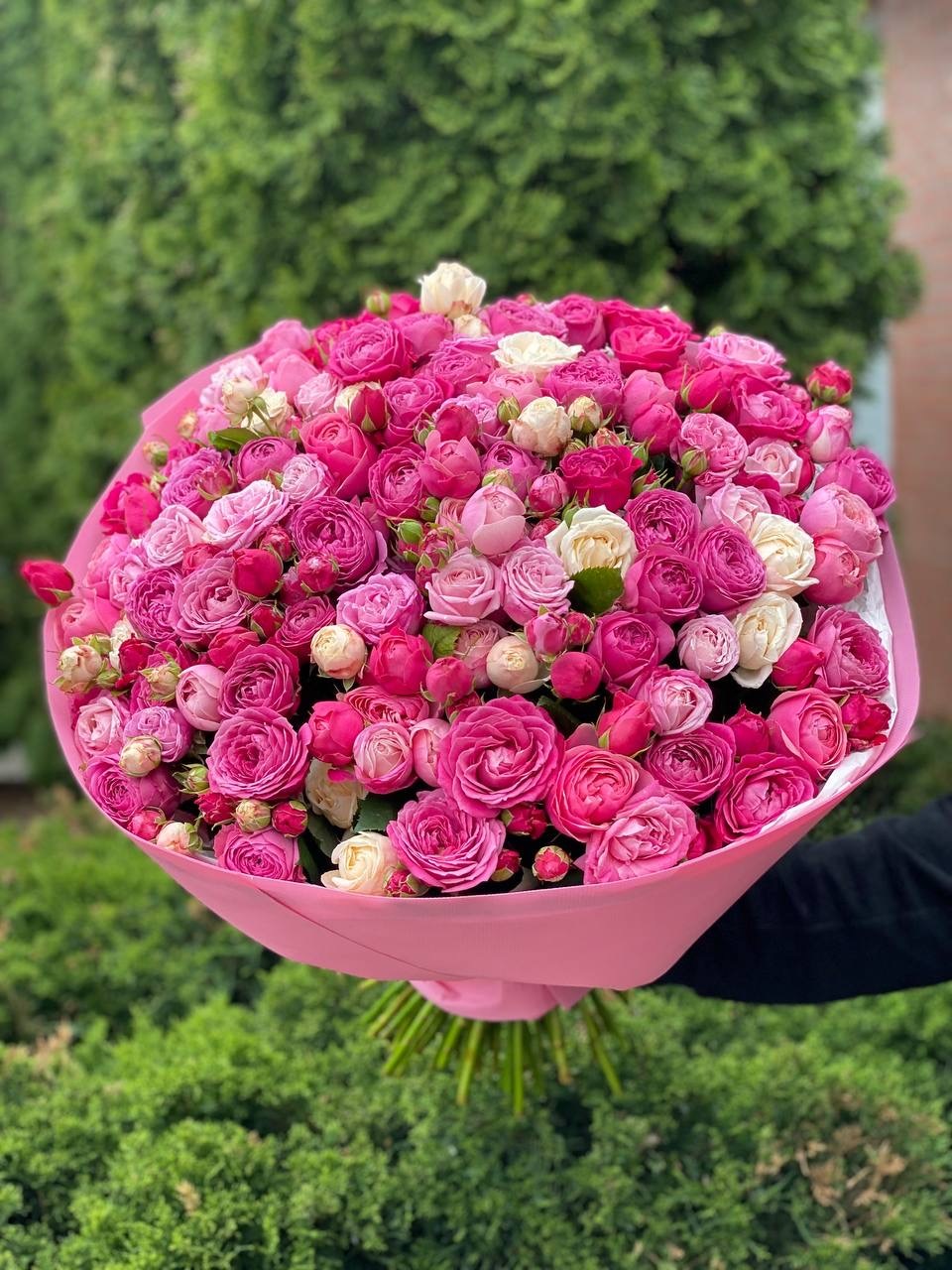 101 Pfingstrosenrosen Sorte Majestic, Bombastic und Lavendelfarben