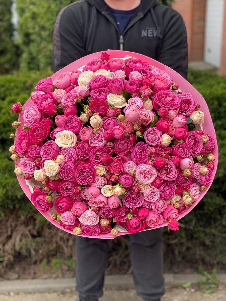 101 Pfingstrosenrosen Sorte Majestic, Bombastic und Lavendelfarben