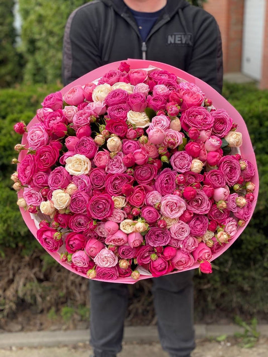 101 Pfingstrosenrosen Sorte Majestic, Bombastic und Lavendelfarben