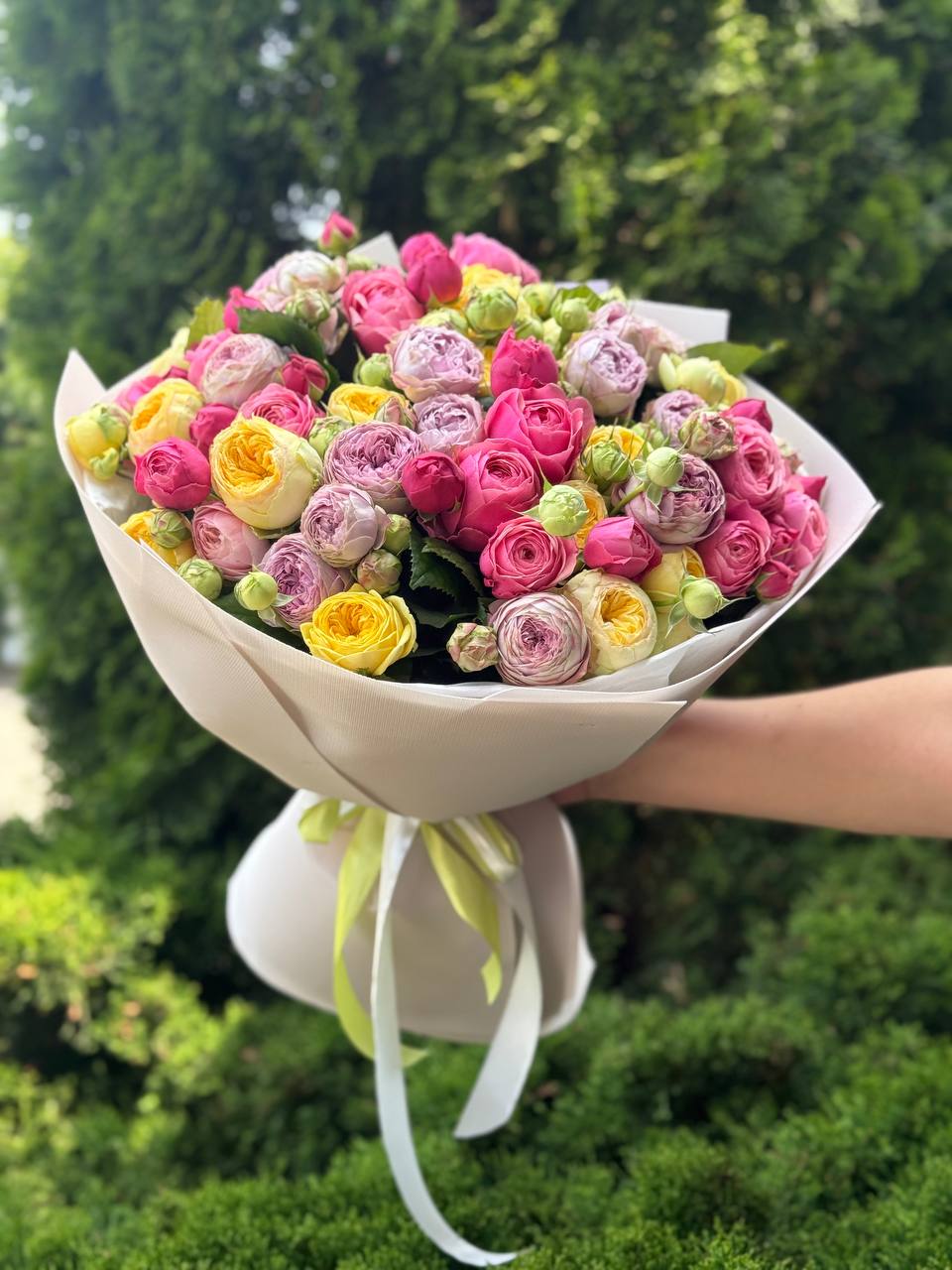 51 pfingstrosenähnliche Rosen (Lavendel, Light, Peony)