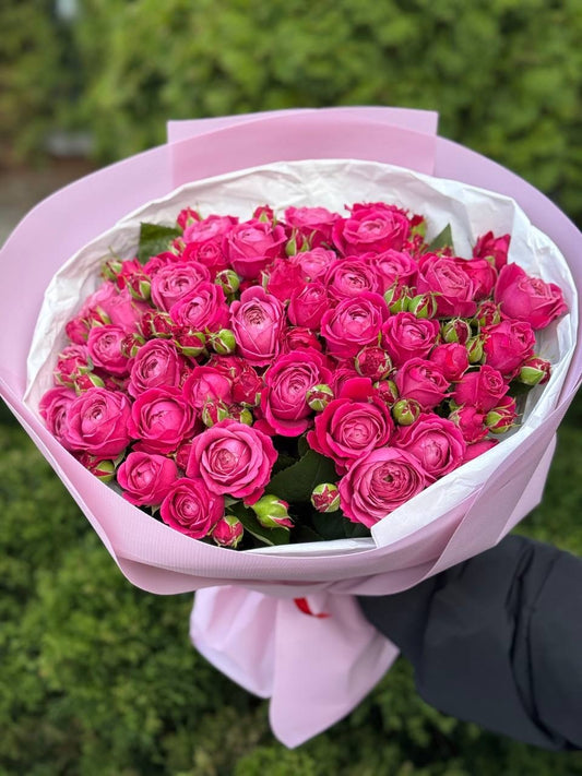 19 verzweigte pfingstrosenähnliche Rosen Sorte Majestic