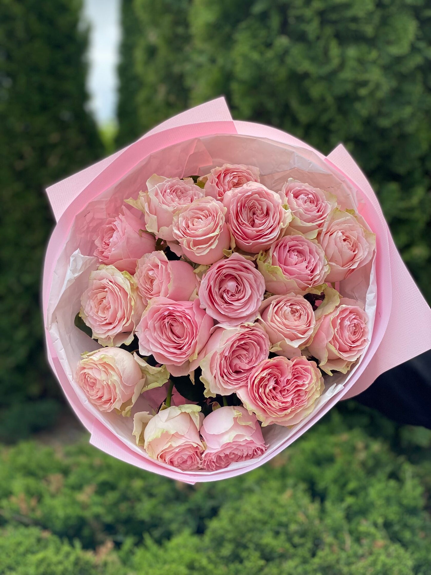 19 Rosen Sorte Country Spirit rosa Pfingstrosenrosen