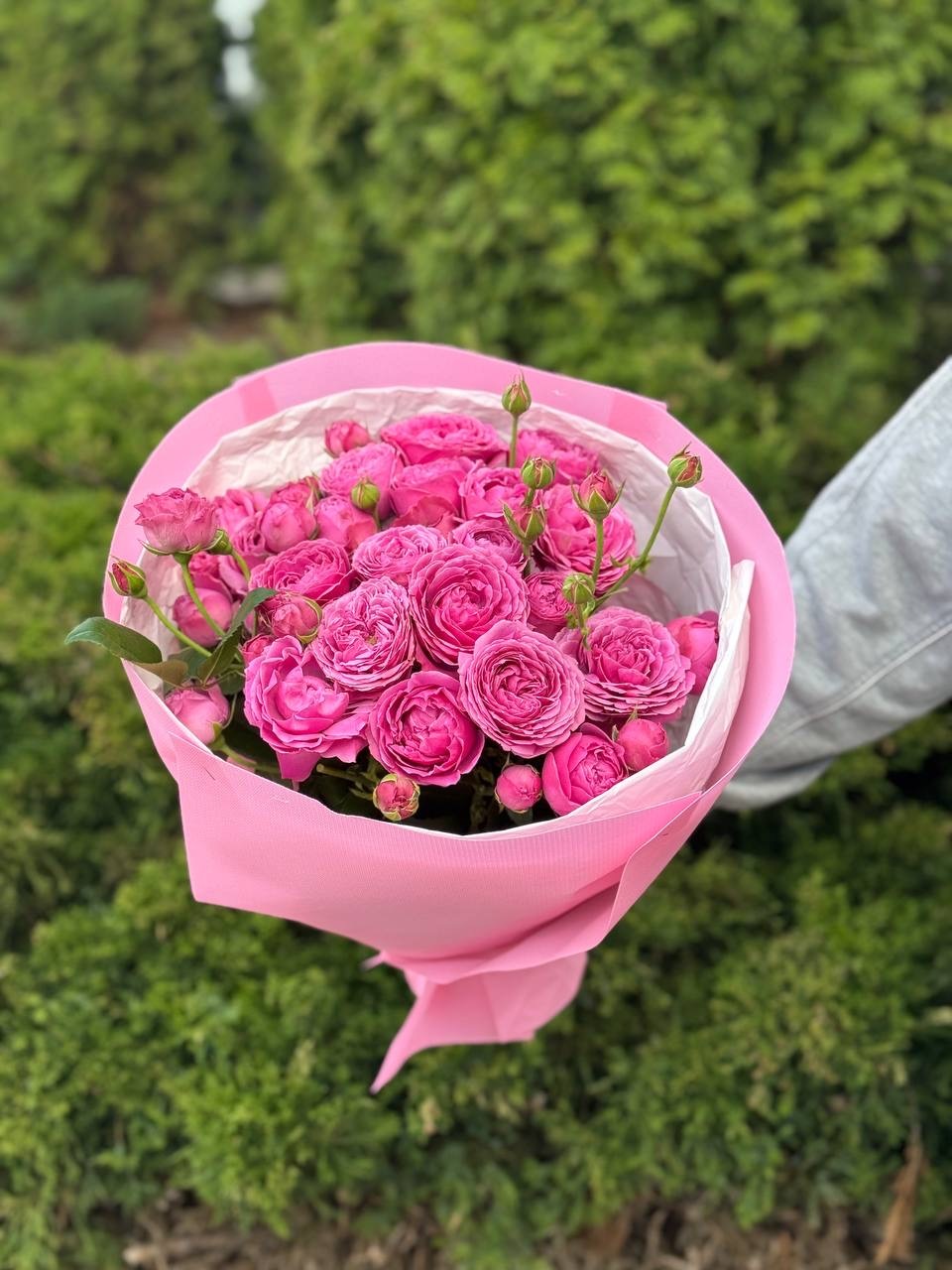 19 verzweigte pfingstrosenähnliche Rosen Sorte Lavenderlace