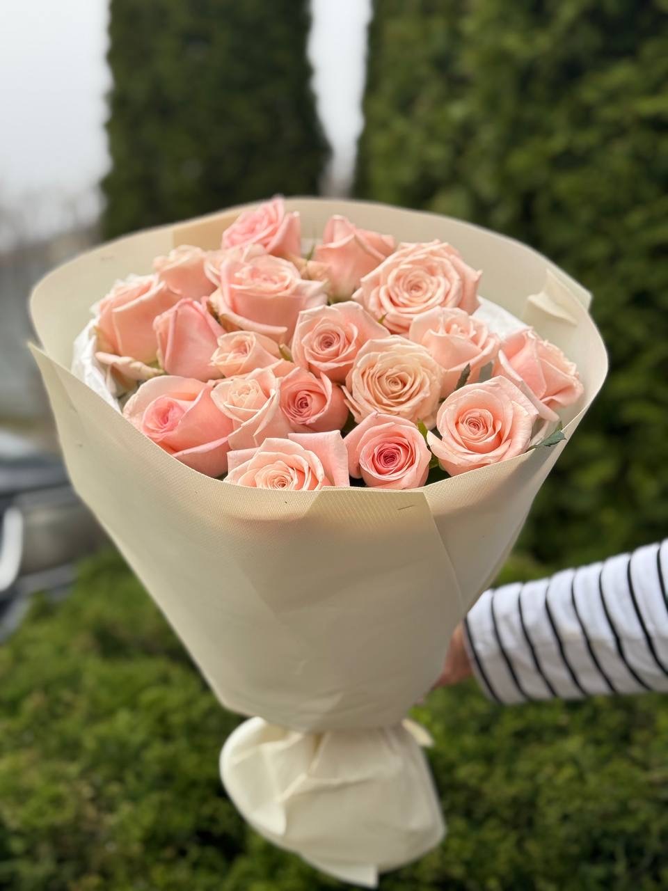 19 Rosen Sorte Kimberly