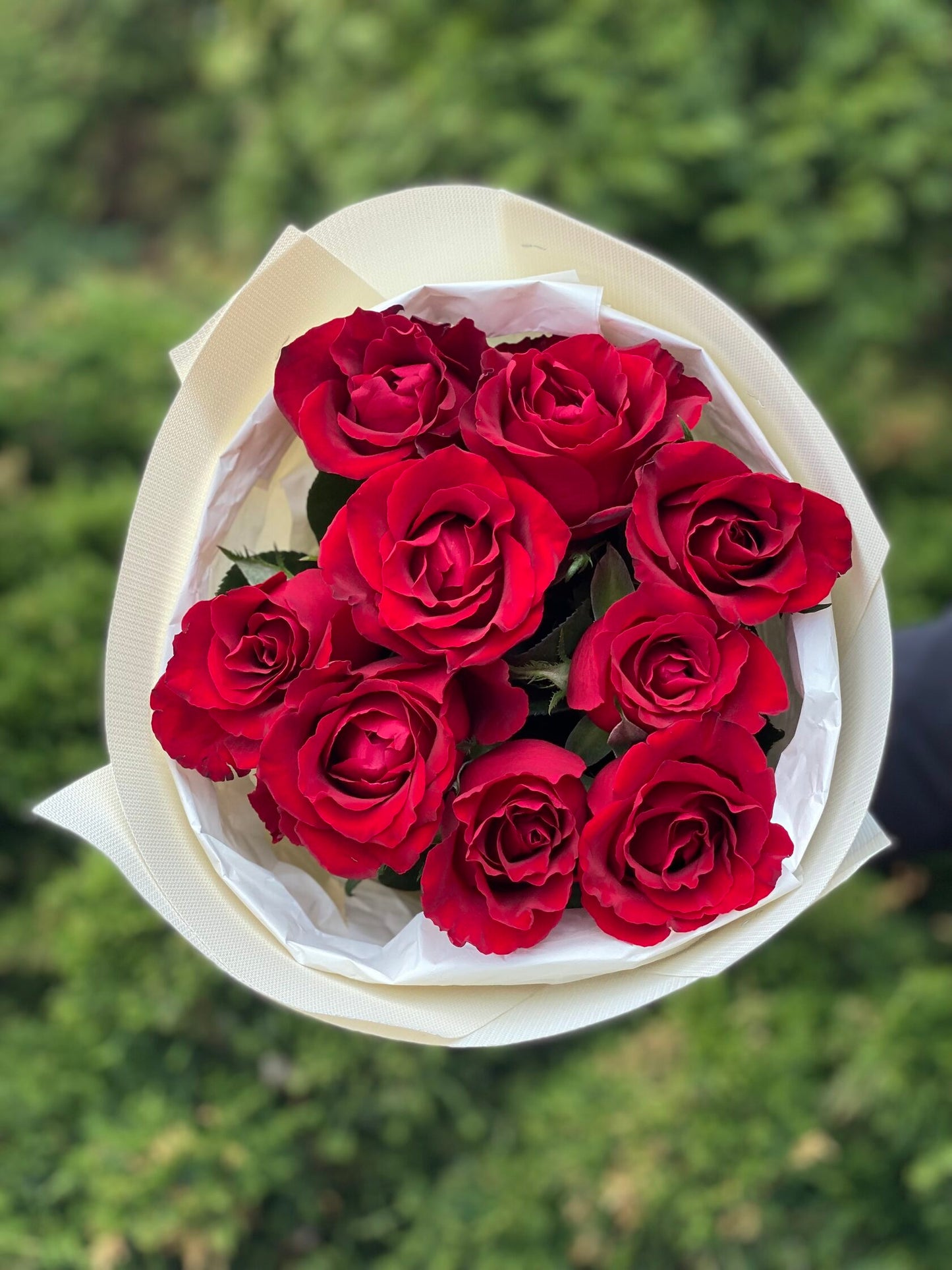 9 Rosen (Sorte Rote) 50 cm