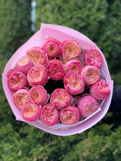 19 Rosen Sorte Harper Pfingstrosenrosen