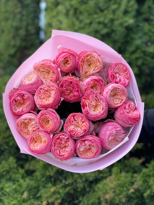 19 Rosen Sorte Harper Pfingstrosenrosen
