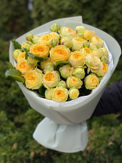 Peony Bubbles – 19 verzweigte Rosen