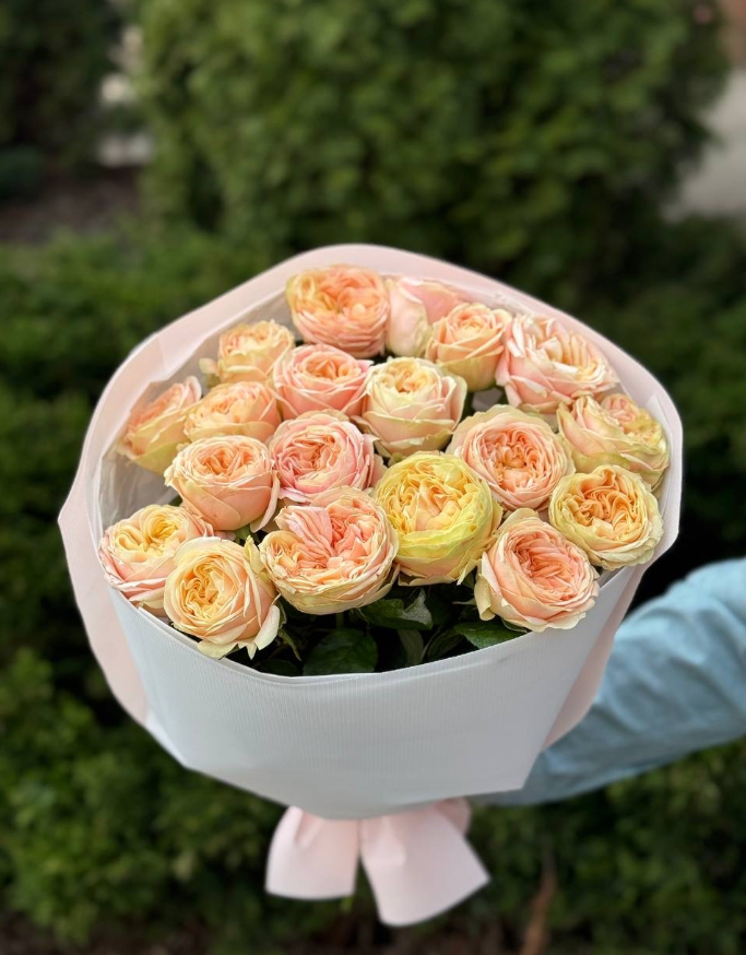 19 Rosen Sorte Priscilla Pfingstrosenrosen