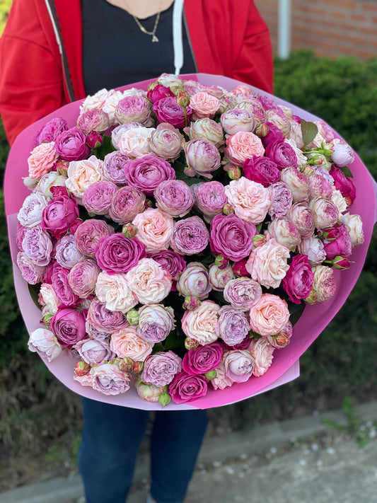 101 Pfingstrosenrosen Sorte Majestic, Bombastic und Lavendelfarben
