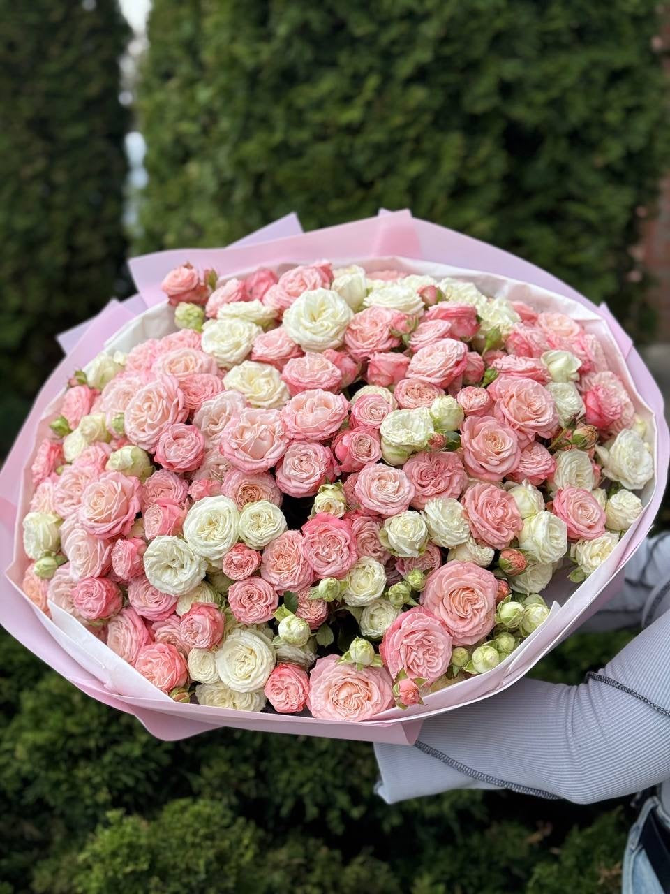 101 Pfingstrosenartige Rosen (Sorten Miss Bombastic und Bombastic)