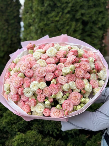 101 Pfingstrosenartige Rosen (Sorten Miss Bombastic und Bombastic)