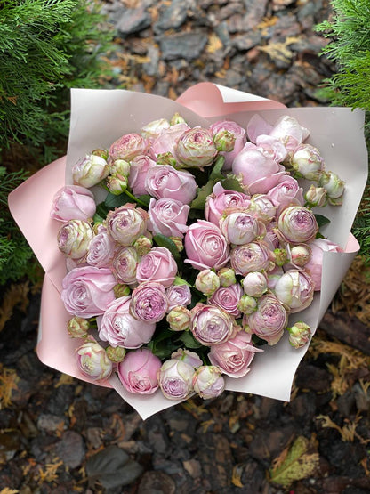 39 verzweigte pfingstrosenähnliche Rosen Sorte Lavendel