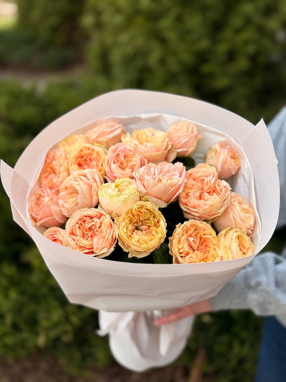 19 Rosen Sorte Cream Fragrance Pfingstrosenrosen