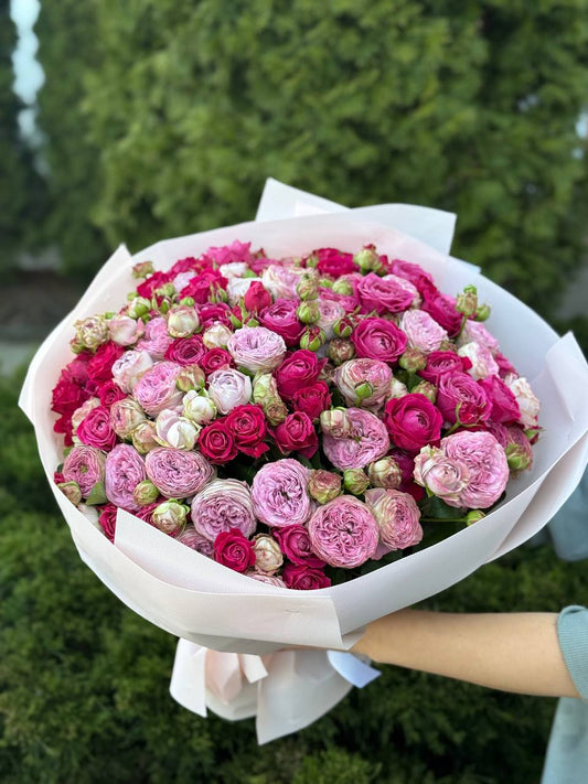 51 Pfingstrosenrosen der Sorten Lavendel und Majestic