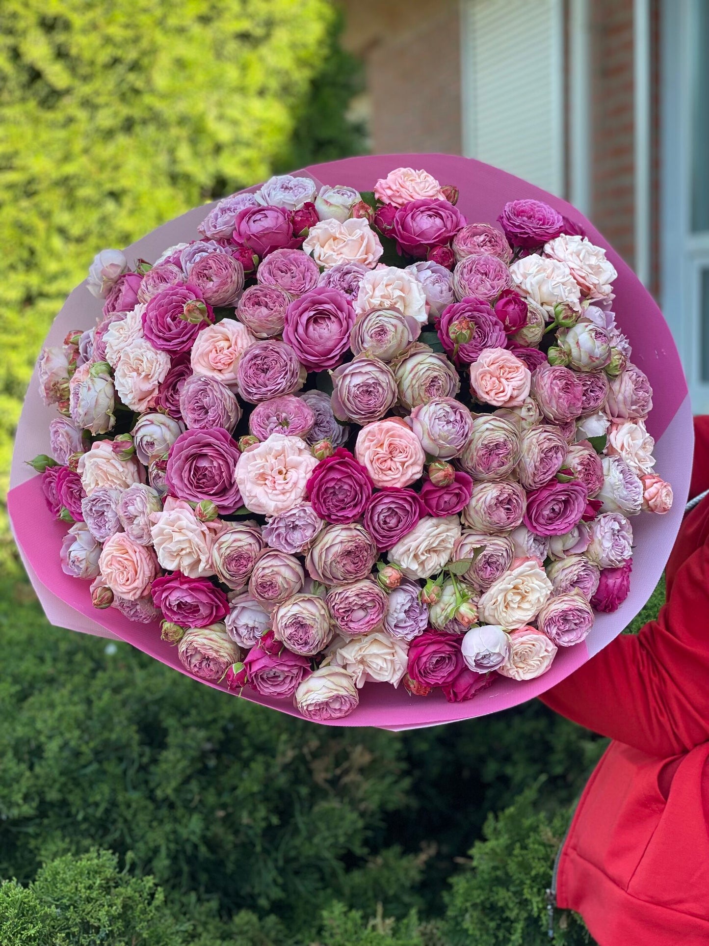 101 Pfingstrosenrosen Sorte Majestic, Bombastic und Lavendelfarben
