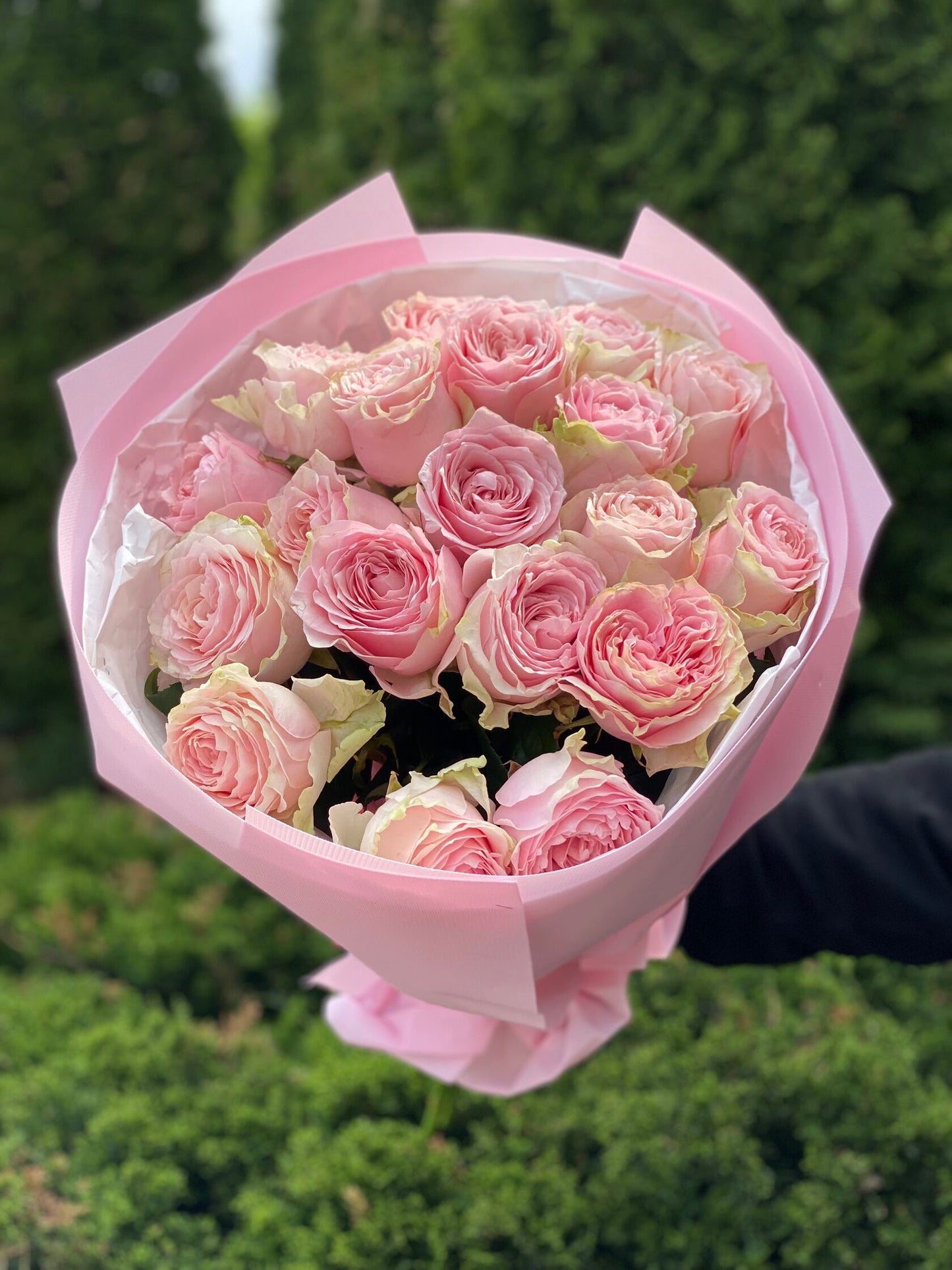 19 Rosen Sorte Country Spirit rosa Pfingstrosenrosen