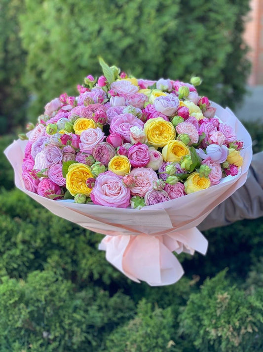101 Pfingstrosenrosen (Sorte Lady Bombastic, Lavendelfarben, Peony)
