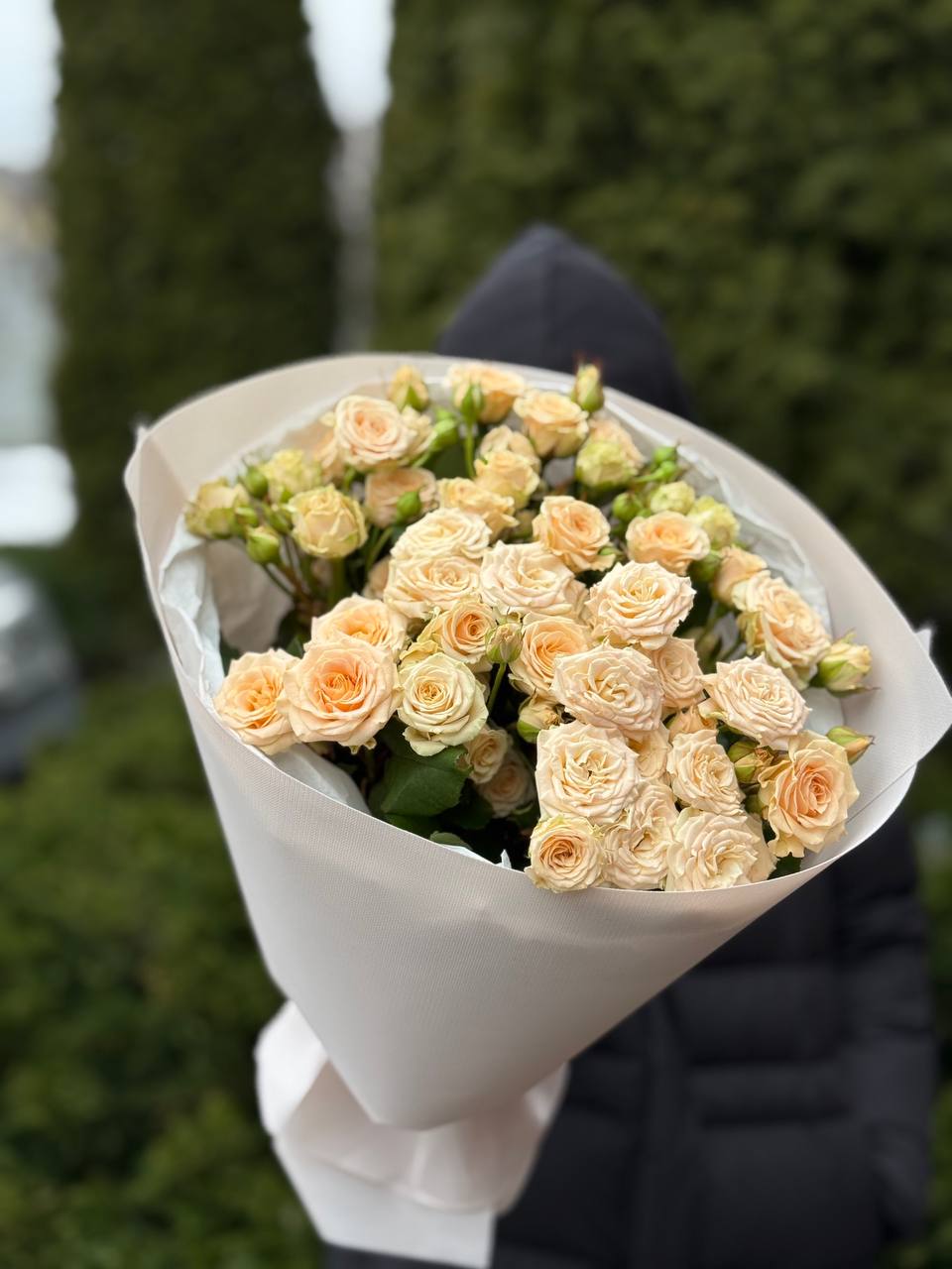 19 verzweigte pfingstrosenähnliche Rosen Sorte Tania