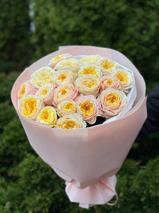 19 Rosen Sorte Cream Fragrance Pfingstrosenrosen