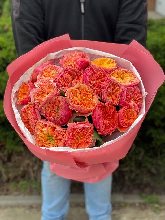 19 Rosen Sorte Kensington Garden orangefarbene Pfingstrosenrosen