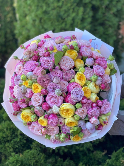 101 Pfingstrosenrosen (Sorte Lady Bombastic, Lavendelfarben, Peony)
