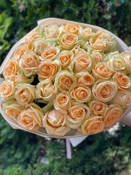 51 Rosen der Sorte Peach Avalanche