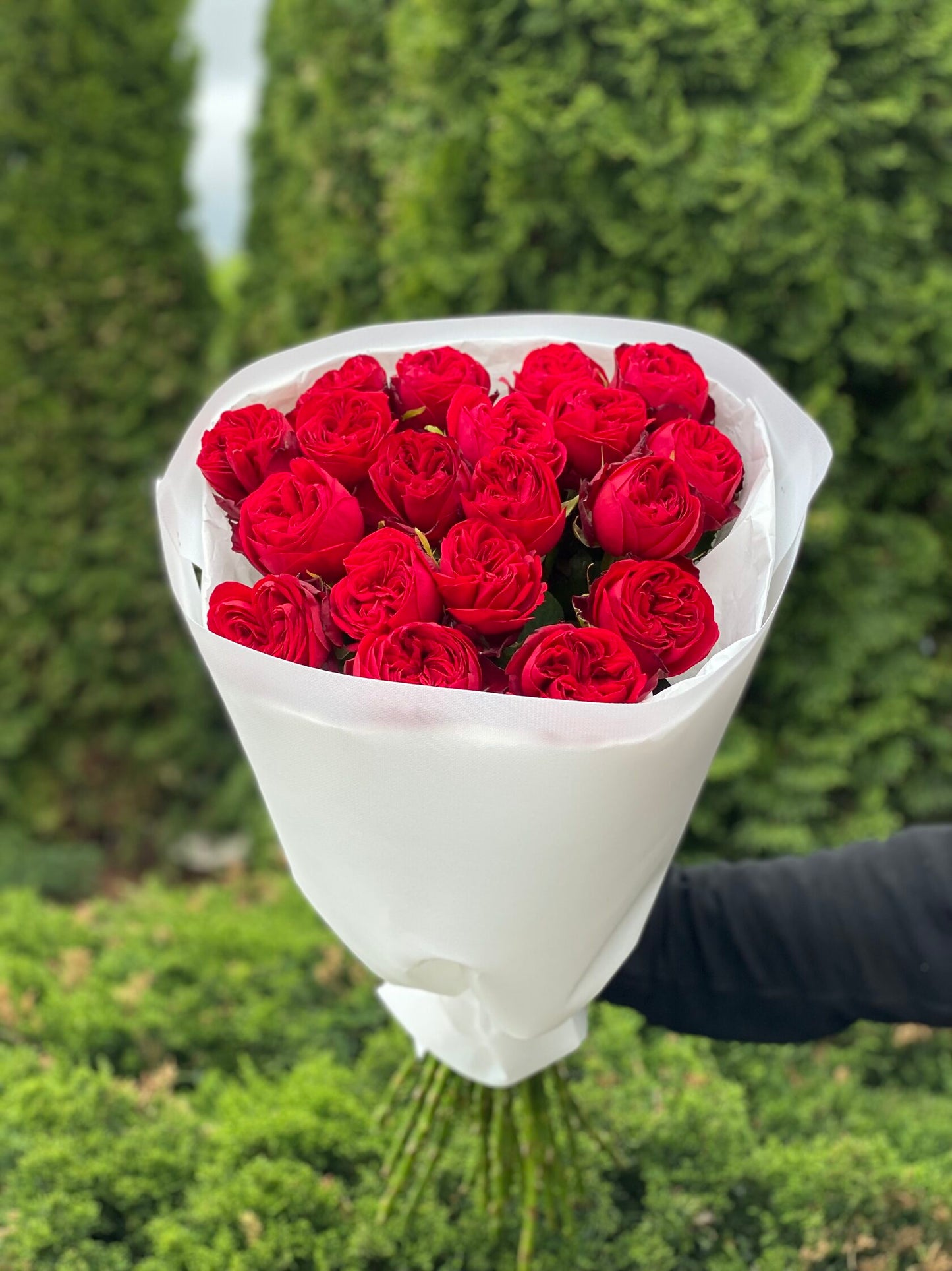19 Rosen Sorte Rote Pfingstrosenrosen (Country Spirit)