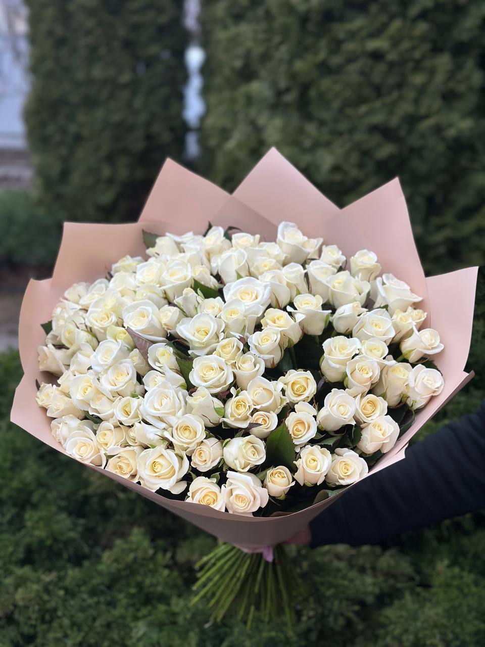 101 Rosen Sorte Beluga