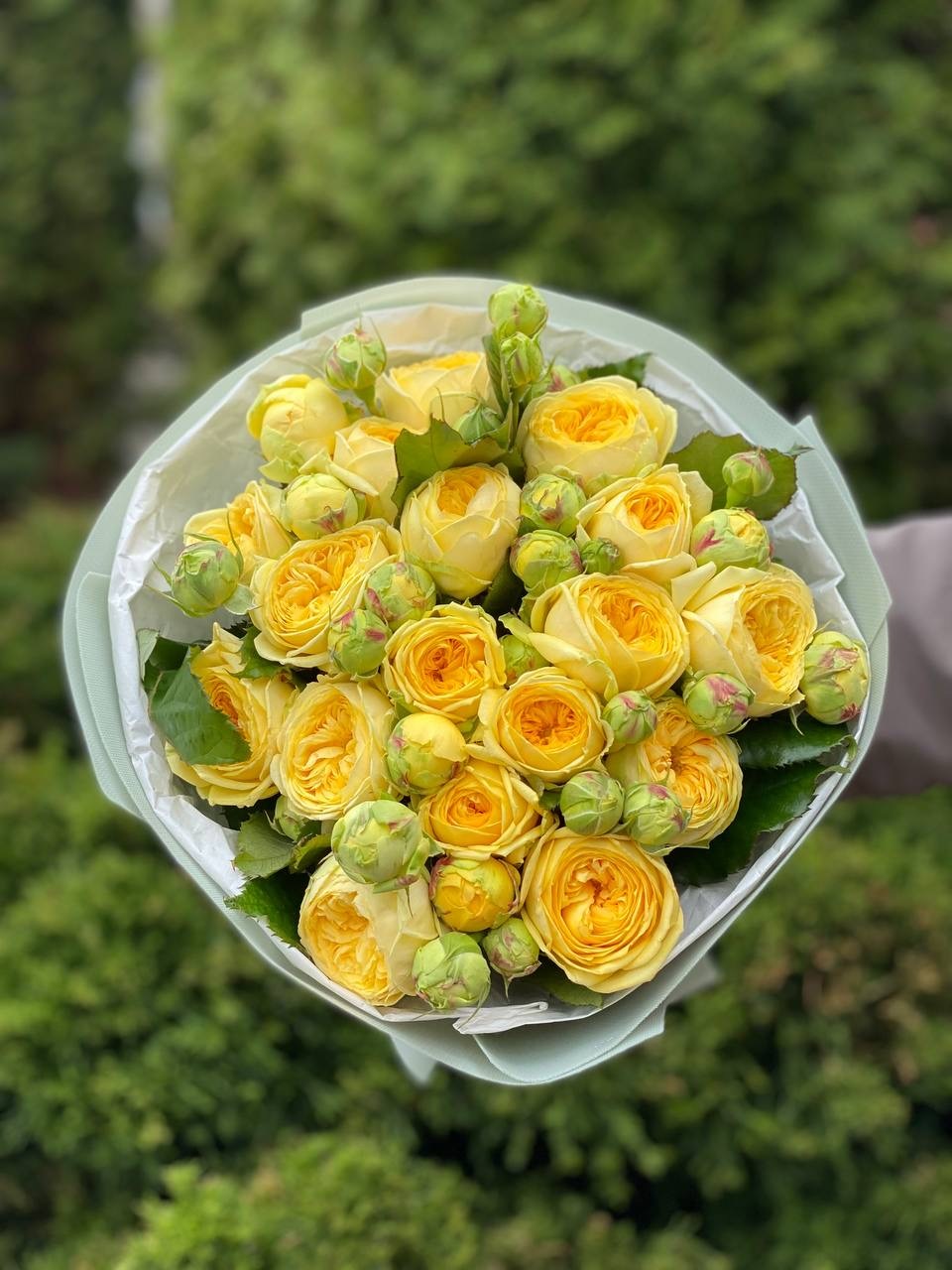 Peony Bubbles – 19 verzweigte Rosen