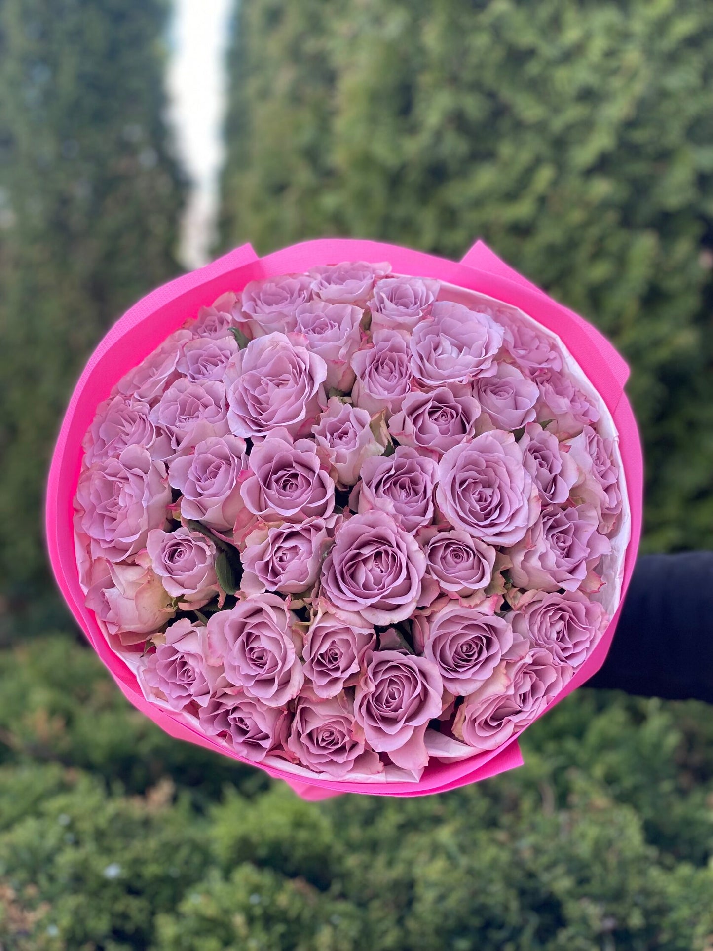39 Roses Variety Purple Holland