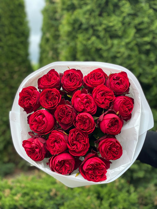 19 Rosen Sorte Rote Pfingstrosenrosen (Country Spirit)
